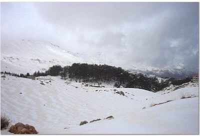 cedars.jpg (16893 bytes)