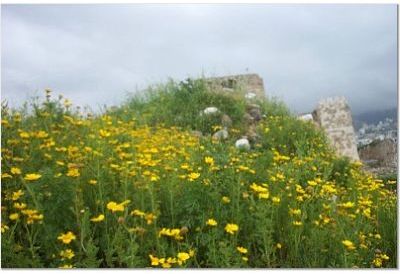 flowers.jpg (24318 bytes)