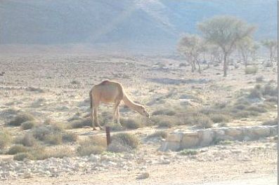 camel.jpg (22713 bytes)