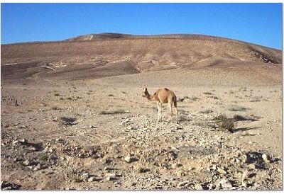 morecamel.jpg (34623 bytes)